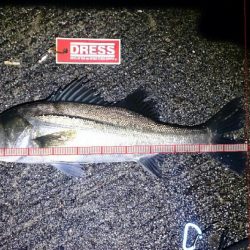 シーバスゲーム